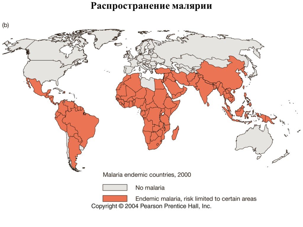 Заболеваемость малярией. Мировой ареал распространения малярии. Малярийный комар распространение заболевания. Малярийный плазмодий распространен. Распространение малярийного плазмодия на карте.
