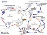 Жизненный цикл марярийного плазмодия