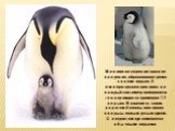 Пингвинов согревает плотное оперение, образованное тремя слоями перьев. У императорского пингвина на каждый сантиметр поверхности тела приходится примерно 12 перьев. В отличие от своих родителей птенцы пингвинов покрыты теплым густым пухом. С возрастом пух заменяется обычными перьями.