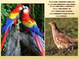 Окраска оперения помогает птицам привлекать партнеров (как, например, у красного ары) или делает их незаметными на фоне окружающей среды (серая куропатка).
