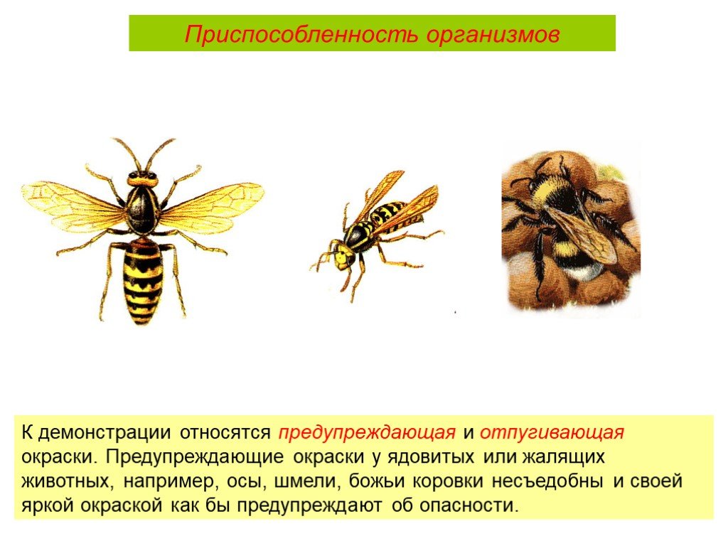 Предупреждающий тип окраски. Приспособленность организмов демонстрация. Пчела вид приспособления. Оса черты приспособленности. Приспособление для пчел.