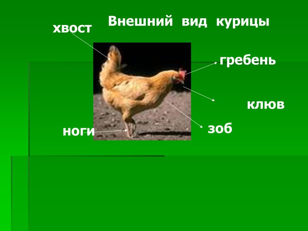 Презентация домашние птицы 2 класс