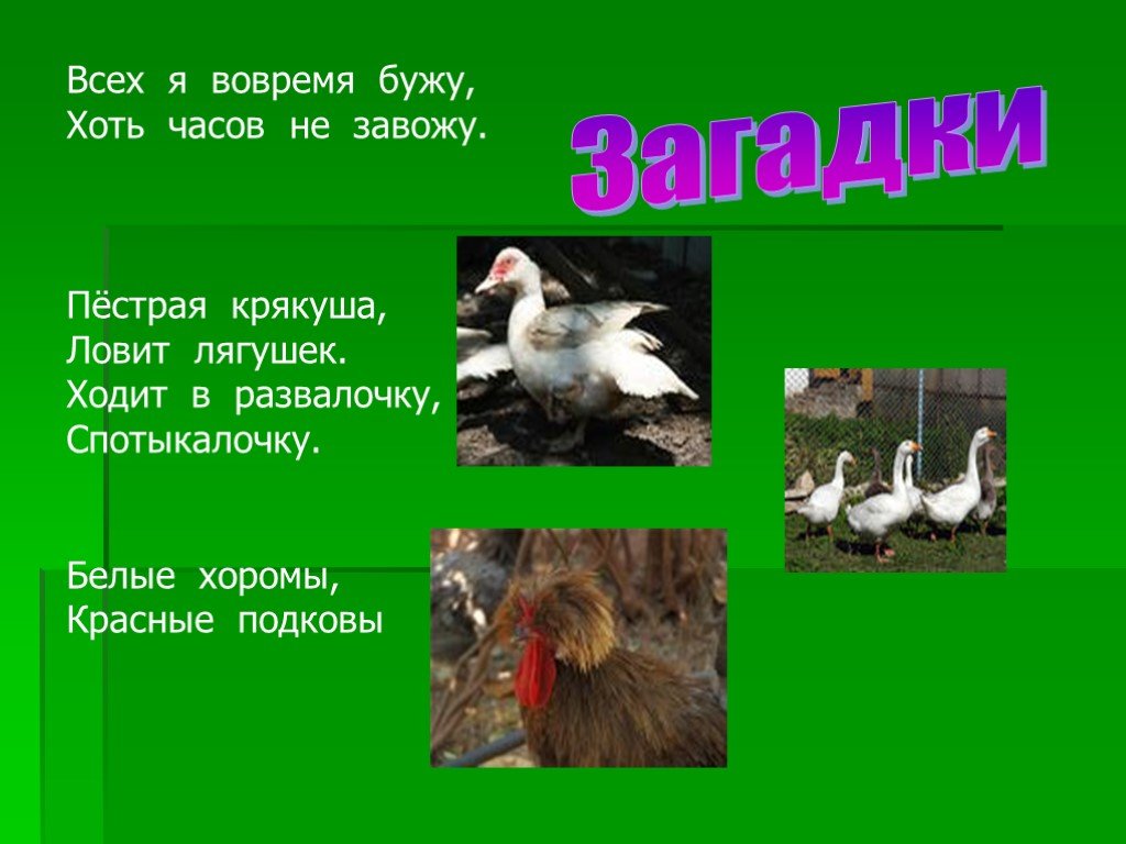 Белые хоромы красные подпоры. Загадки о животных по биологии. Белые хоромы красные подковы загадка. Отгадай загадку белые хоромы красные подпоры. Загадки про млекопитающих с ответами.