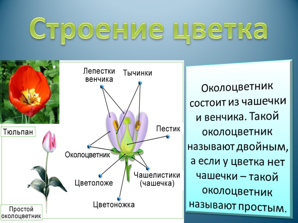 Какой околоцветник у растений. Околоцветник цветка состоит. Из чего состоит двойной околоцветник. Околоцветник состоит из чашечки и венчика. Цветок околоцветник венчик и.