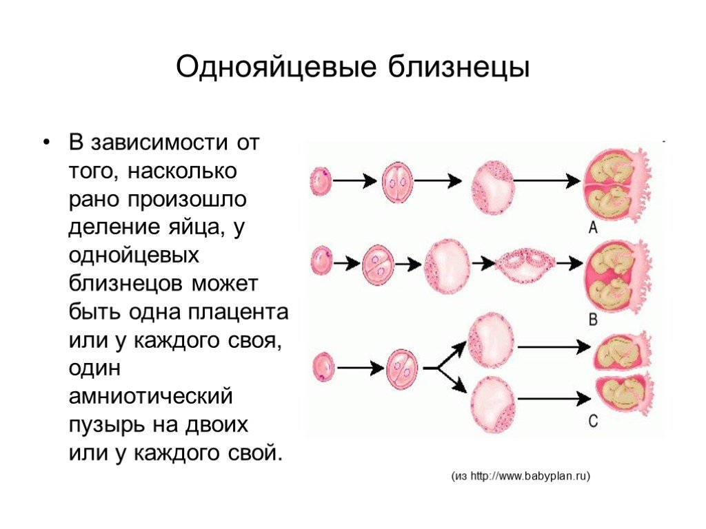 Близнецы проект по биологии