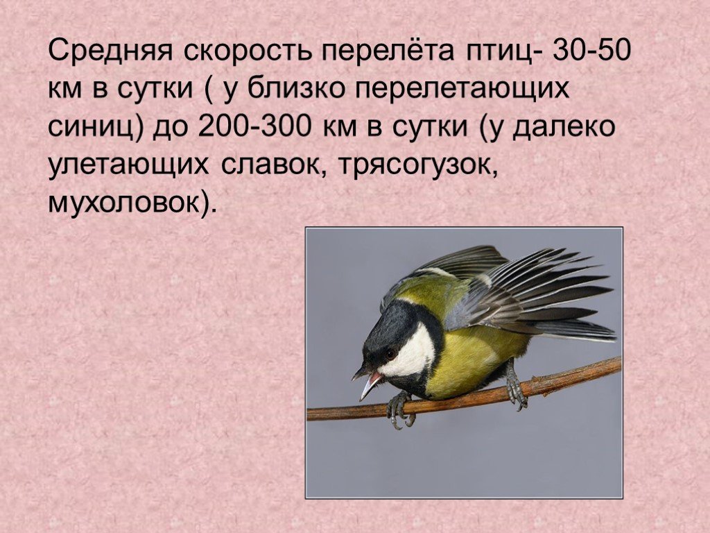 Сколько скорость птицы. Средняя скорость птицы. Средняя скорость перелета птиц. Средняя скорость синицы. Скорость птицы синички.