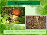 Микориза – сожительство гриба с корнями высших растений.
