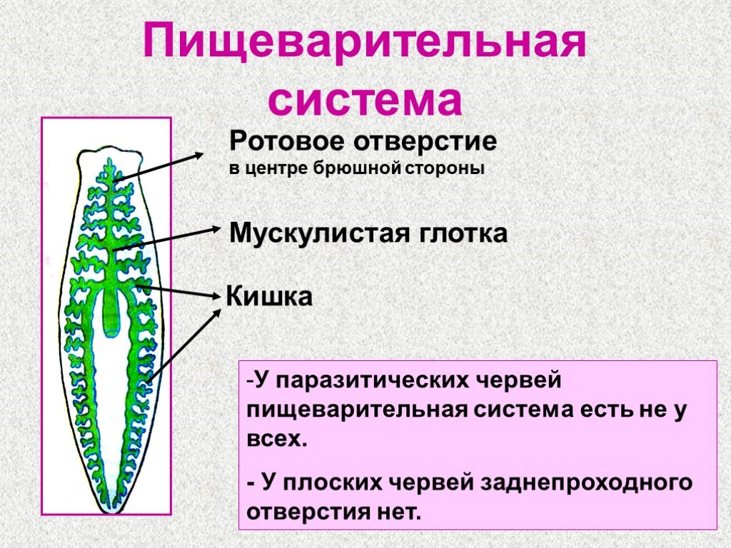 Черви тип дыхания. Пишевор система плоских червей. Пищеварительная система плоских червей 7. Тип пищеварительной системы у плоских червей. У свободноживущих плоских червей пищеварительная система.