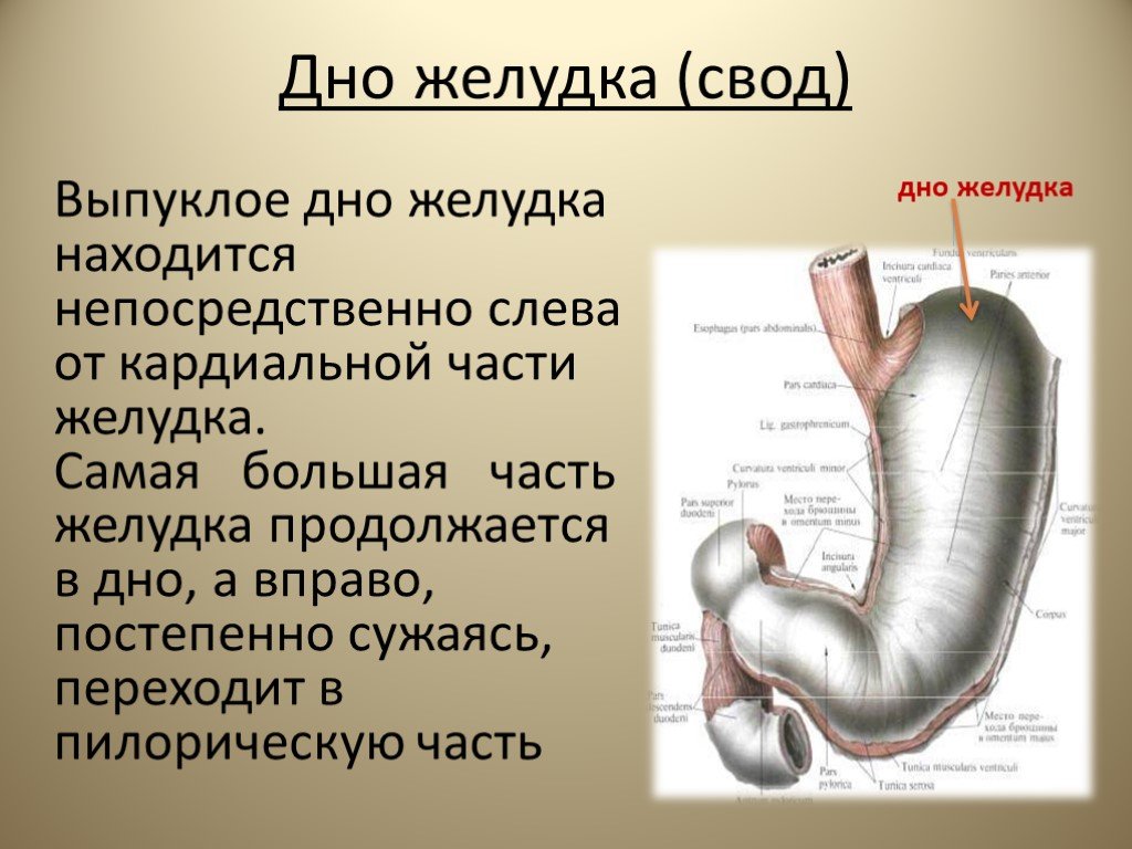 Презентация на тему желудок