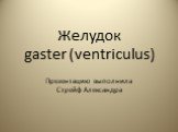 Желудок gaster (ventriculus). Презентацию выполнила Стрейф Александра