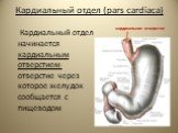 Кардиальный отдел (pars cardiaca). Кардиальный отдел начинается кардиальным отверстием- отверстие через которое желудок сообщается с пищеводом. кардинальное отверстие