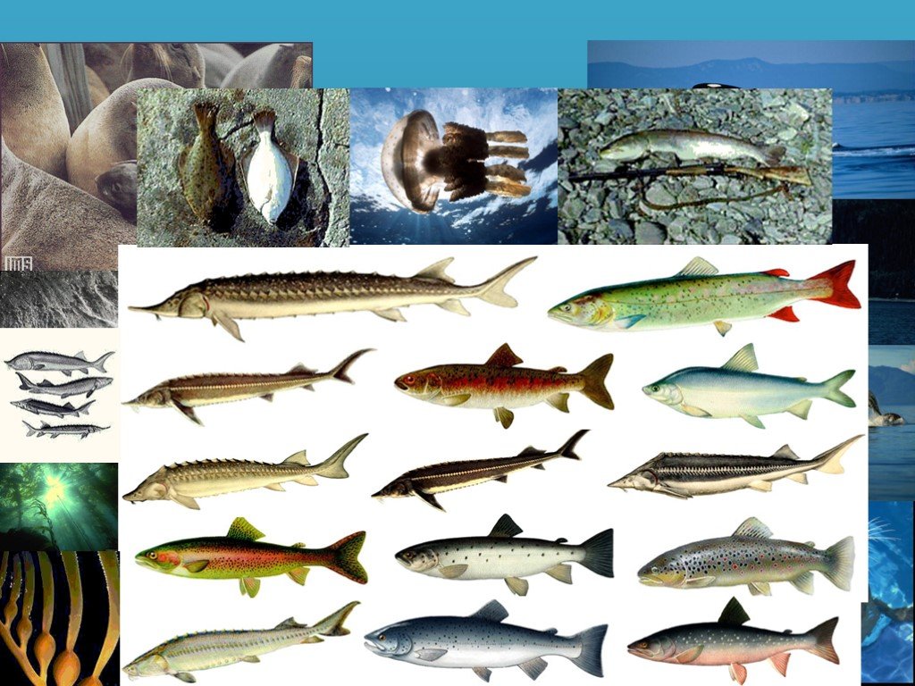 Сколько видов рыб водится в охотском