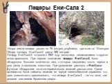Пещеры Ени-Сала 2. Недра земли пещера уходит на 75 метров, углубляясь при этом на 13 метров. Общая площадь Ени-Сала-2 равна 385 метрам. Пещеру Ени-Сала-2 открыли в 1960 году школьники, занимавшиеся в кружке юных археологов. При первом посещении пещеры Ени-Сала-2, было обнаружено большое количество н