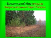 Бузулукский бор отныне Национальный парк России.