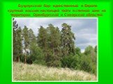 Бузулукский бор- единственный в Европе крупный массив настоящей тайги в степной зоне на территории Оренбургской и Самарской областей.