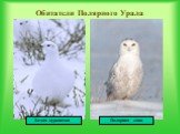 Обитатели Полярного Урала. Белая куропатка Полярная сова