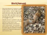 Molt(Линька). Squirrel sheds 2 times in a year, excluding the tail, which molts once a year. Adult males begin molt sooner than the females and young of the year. Moult in protein, like all other mammals caused by changes in the length of daylight hours. Белка линяет 2 раза в год, за исключением хво