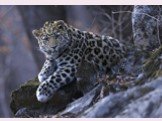 National Park leopard Earth and its attractions. By the way, today anyone can observe the life of leopards in the wild: the park is a unique series of shooting these animals. Its creators promise to show the audience something amazing, something not seen even by those who studied the leopard through