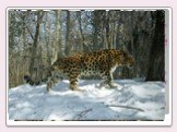 The Far Eastern leopard. This is the least few and almost the smallest, but the most hardy predator spotted subspecies of the nine existing ones, which paid close attention to the area of ​​environmental complex "Land of Leopard". National Park has all the conditions for successful reprodu