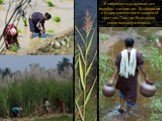 В заболоченных долинах рек индийцы сажали рис. Выращивали в Индии хлопчатник и сахарный тростник. Там, где было суше, сеяли пшеницу и ячмень.