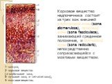 Корковое вещество надпочечника состоит из трех зон: внешней клубочковой зоны (zona glomerulosa), пучковой зоны (zona fasciculata), занимающей срединное положение, и сетчатой зоны (zona reticularis), непосредственно соприкасающейся с мозговым веществом. 1- капсула, 2- корковое вещество (а- клубочкова