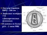 Диаметр вириона ВИЧ – 100 нм Липидная мембрана +72 гликопротеидных комплекса В капсиде из белка р24 – 2 нити РНК