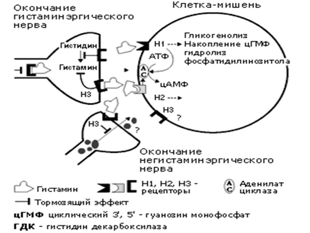 Гистаминовые рецепторы. Механизм действия антигистаминных препаратов схема. Гистамин механизм действия схема. Гистаминовые рецепторы механизм действия. Механизм действия н1 гистаминовых рецепторов.