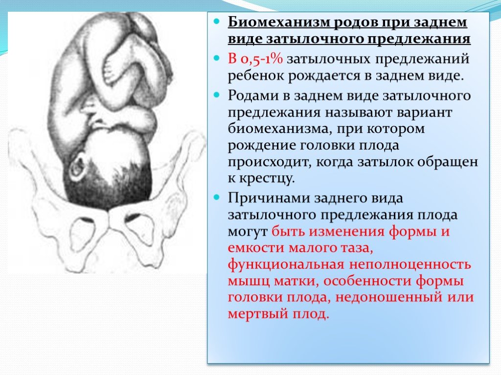 Презентация биомеханизм родов при переднем и заднем виде затылочного предлежания