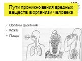 Пути проникновения вредных веществ в организм человека. Органы дыхания Кожа Пища