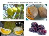 Земляничные плоды, американский абрикос, дуриан, мора