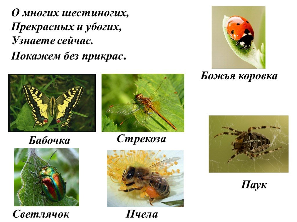 Красота лета презентация