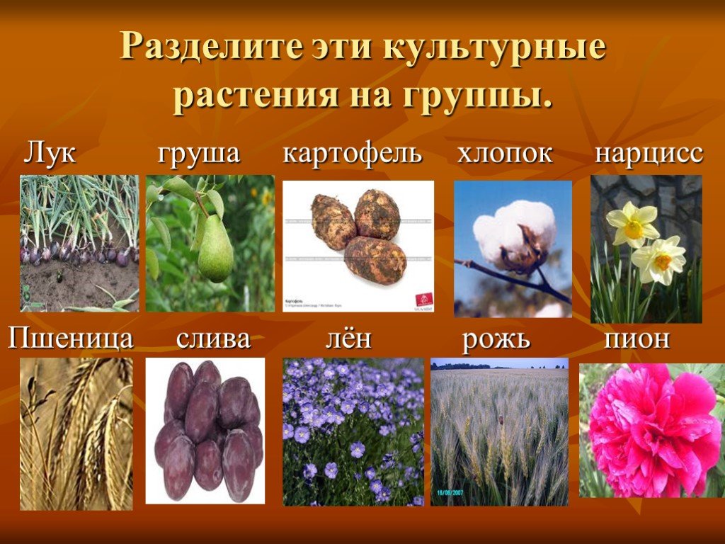 Любые название примеры. Культурные растения. Сорта культурных растений. Культурные растения названия. Образцы культурных растений.