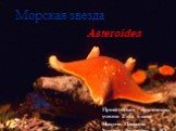 Морская звезда Asteroidea. Презентацию подготовил ученик 2 «Г» класса Никита Панасюк Учитель: Богачёва Т. Ю.