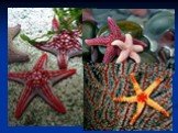 Спасибо за внимание!Спасио. Одним из интересных фактов о морской звезде является то, что большинство из них имеют способность к регенерации рук, в том случае, если они теряют одну или две в результате атаки некоторых хищников. Самое удивительное в морских звездах то, что они могут изменить свой пол 
