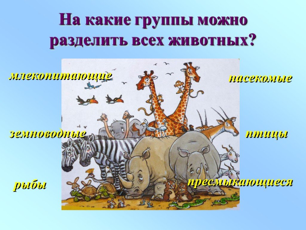 На какие группы делят. Разделите животных на группы. На какие группы делятся животные. На какие группы можно поделить животных. Разделение животных на группы окружающий мир.