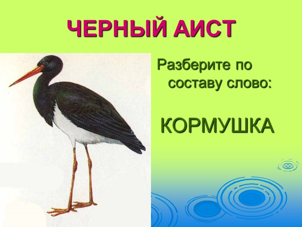 Разбор слова кормушка. Разобрать слово по составу кормушка. Аист красной книги Кубани. Аист по составу разобрать. Разбор слова аистята.