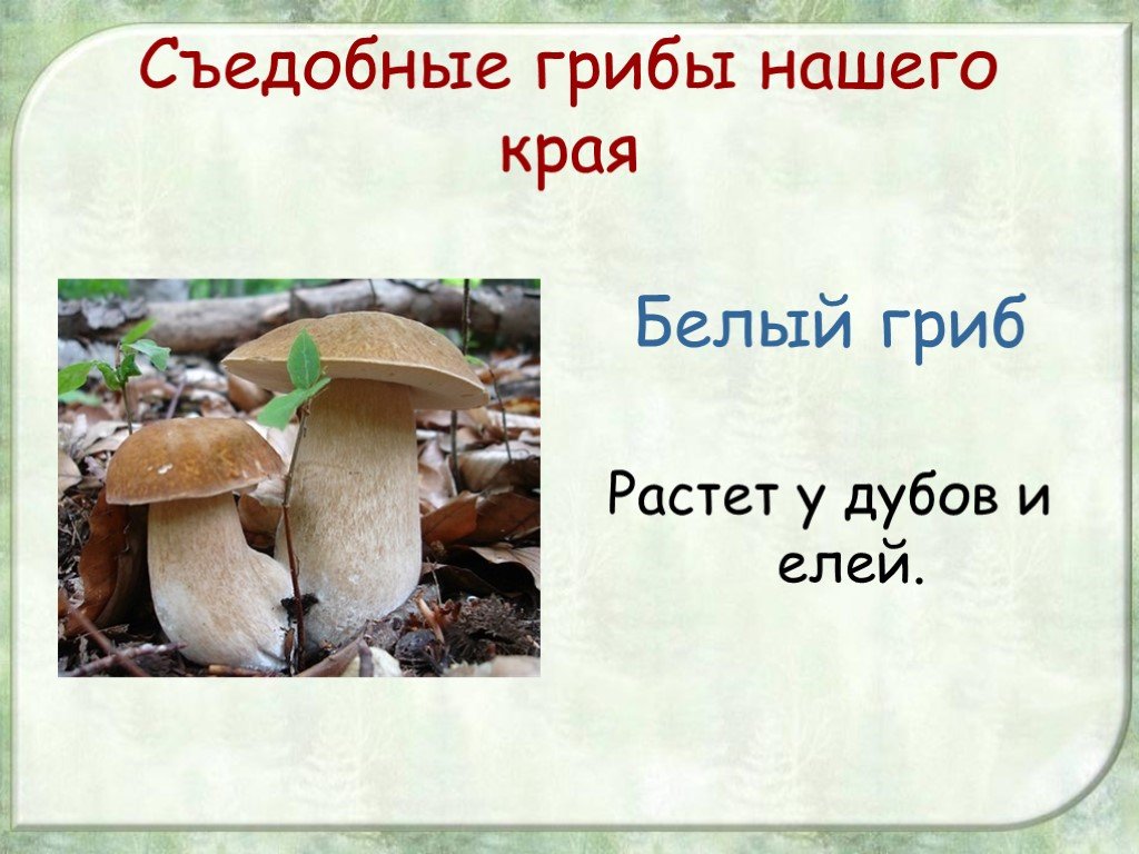 Про грибы 2 класс. Грибы нашего края. Съедобные грибы нашего края. Белый гриб съедобный или нет. Грибы нашего края презентация.