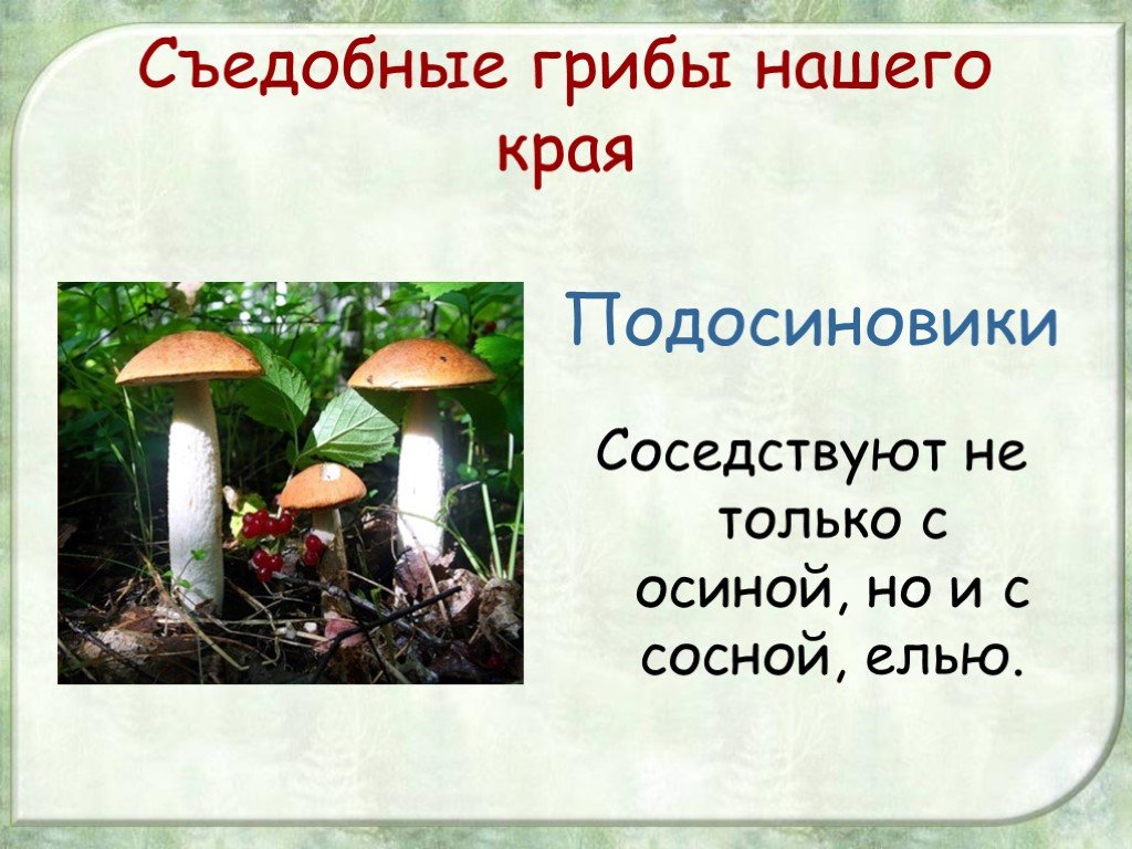 Съедобные грибы сообщение. Грибы нашего края. Грибы: съедобные и несъедобные. Презентация на тему грибы нашего края. Съедобные грибы презентация.