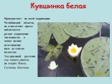Кувшинка белая. Произрастает по всей территории Челябинской области, но в последнее время наблюдается резкое сокращение численности, а также полное исчезновение вида из многих водоемов. Это красивой растение мы можем увидеть на озерах Плесо, Сугомак, Казгалы.
