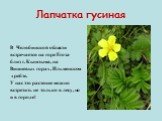 Лапчатка гусиная. В Челябинской области встречается на горе Егоза близ г. Кыштыма, на Вишневых горах, Ильменском хребте. У нас это растение можно встретить не только в лесу, но и в городе!