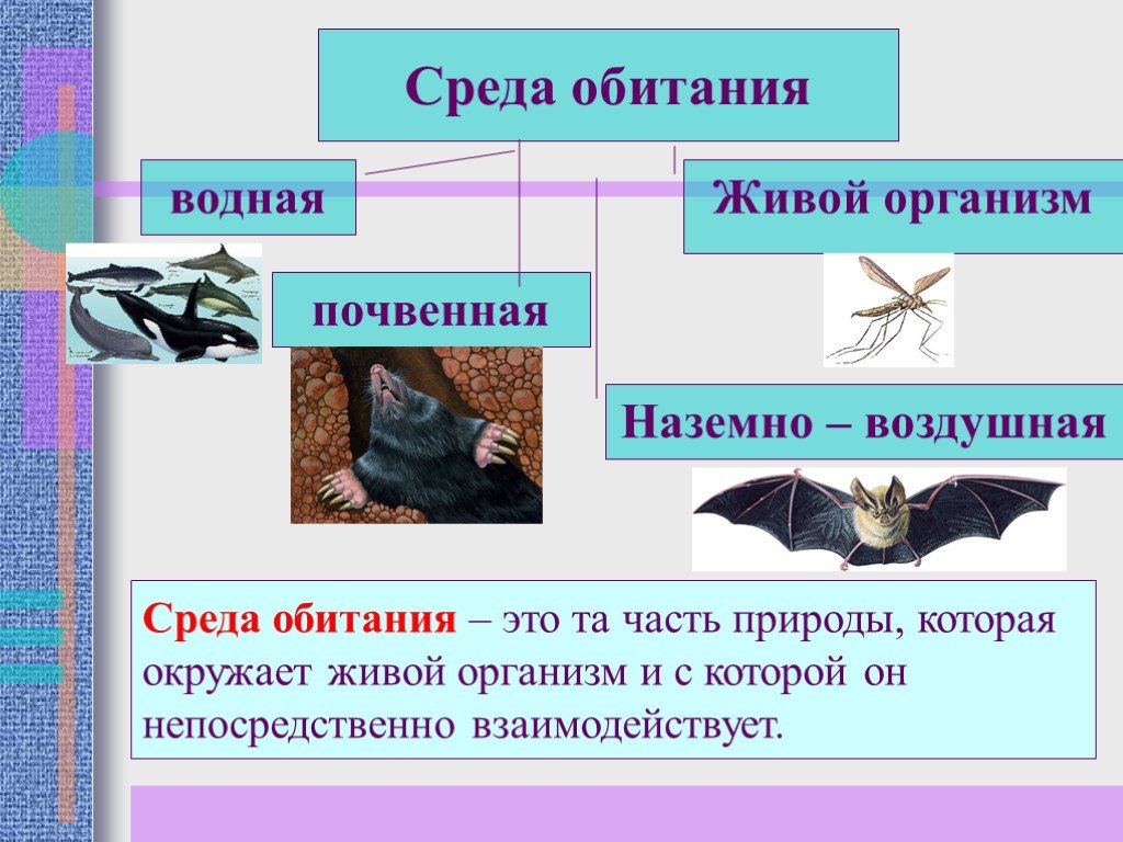 Презентация взаимосвязь организмов