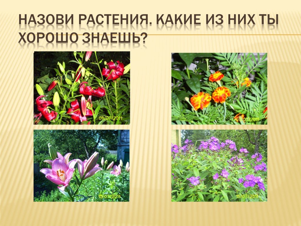 Какое растение называют часами. Культурные растения. Растение как зовут и растений. Фото растений с названиями. Культурные растения презентация 3 класс.