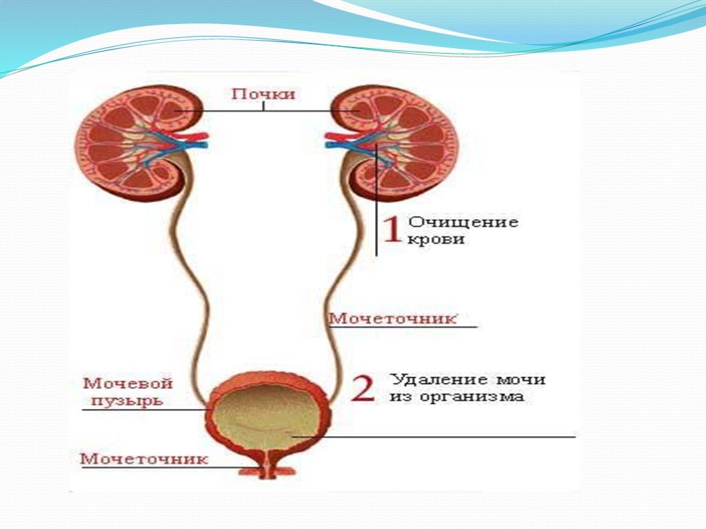 Последовательность органов мочевой системы. Моча выделительная система анатомия. Выделительная система человека строение почки. Выделительная система человека мочевой пузырь. Схема мочевой системы.