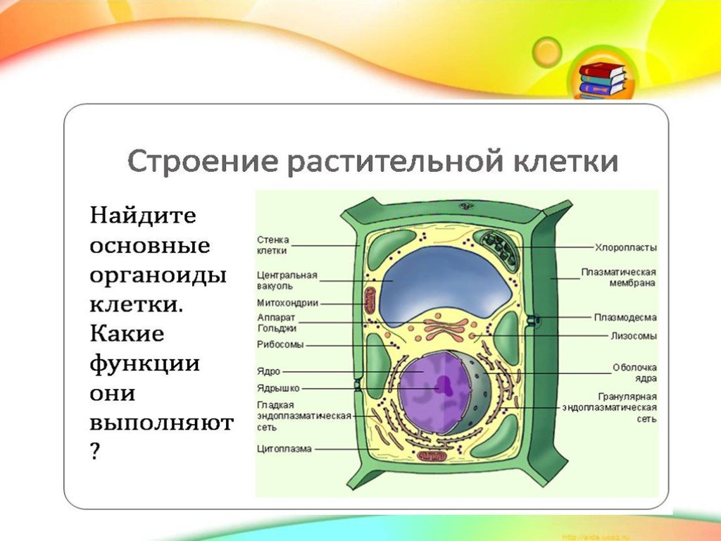 Какую функцию выполняет растительная клетка. Строение и функции органоидов клетки растений. Строение растительной клетки органеллы и их функции. Строение клетки растения и их функции. Строение растительной клетки строение и функции.