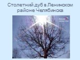 Столетний дуб в Ленинском районе Челябинска
