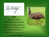 Э́му [португ. éma]. крупная нелетающая птица (отряд казуары). Высота 1,5-1,8 м, масса до 54 кг. Обитает в степях Австралии и на острове Тасмания.