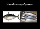 Классификация семейства рыб Слайд: 17