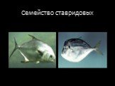 Классификация семейства рыб Слайд: 19