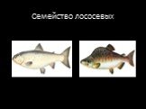 Классификация семейства рыб Слайд: 5