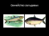 Классификация семейства рыб Слайд: 7